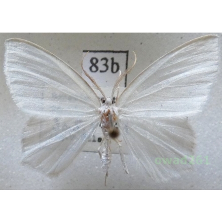 Jodis lactearia (Linnaeus, 1758) Czech83b